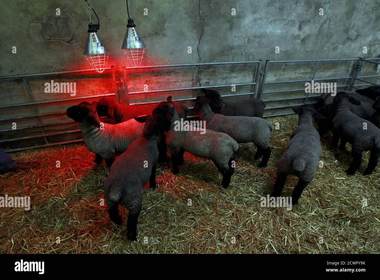 Ireland Farm Pen High Resolution Stock Photography And Images Alamy Free delivery over £40 to most of the uk great selection excellent customer service find everything for a beautiful home. alamy