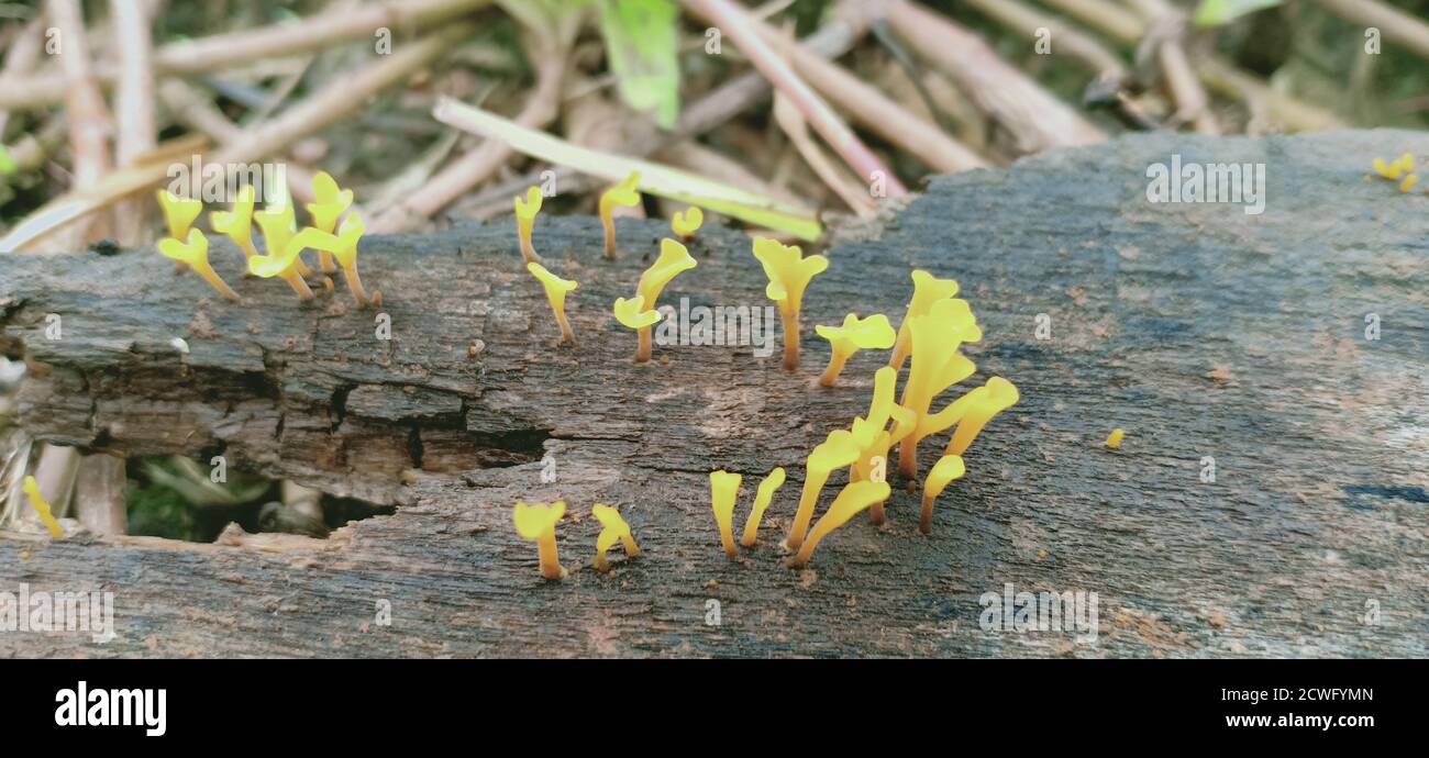 Yellow brain fungus, Tremella mesenterica, growing on the wood of a dead tree. Stock Photo
