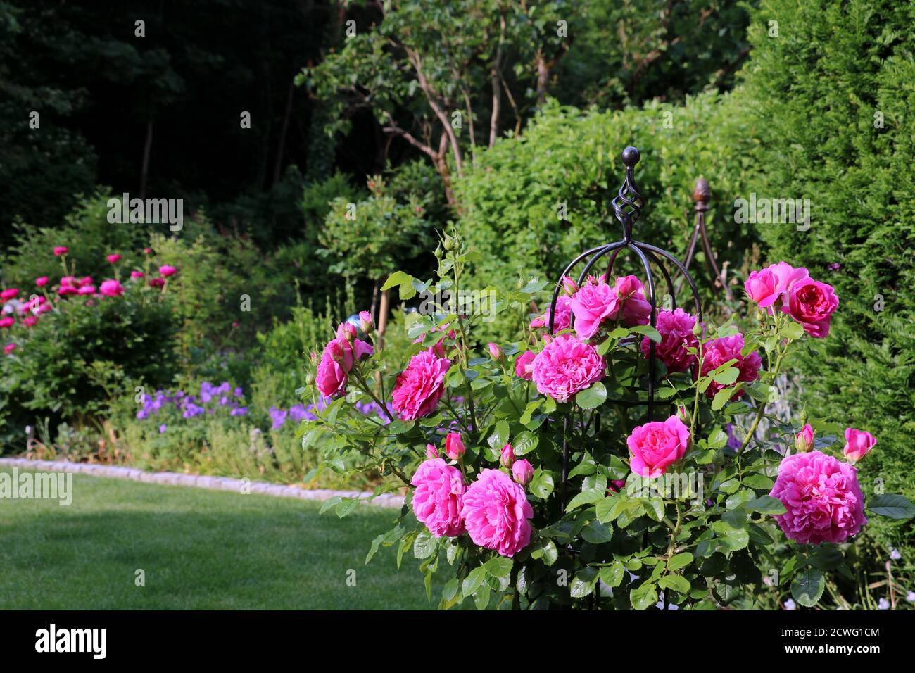 pink english rose Prinsecc Anne in summer garden Stock Photo