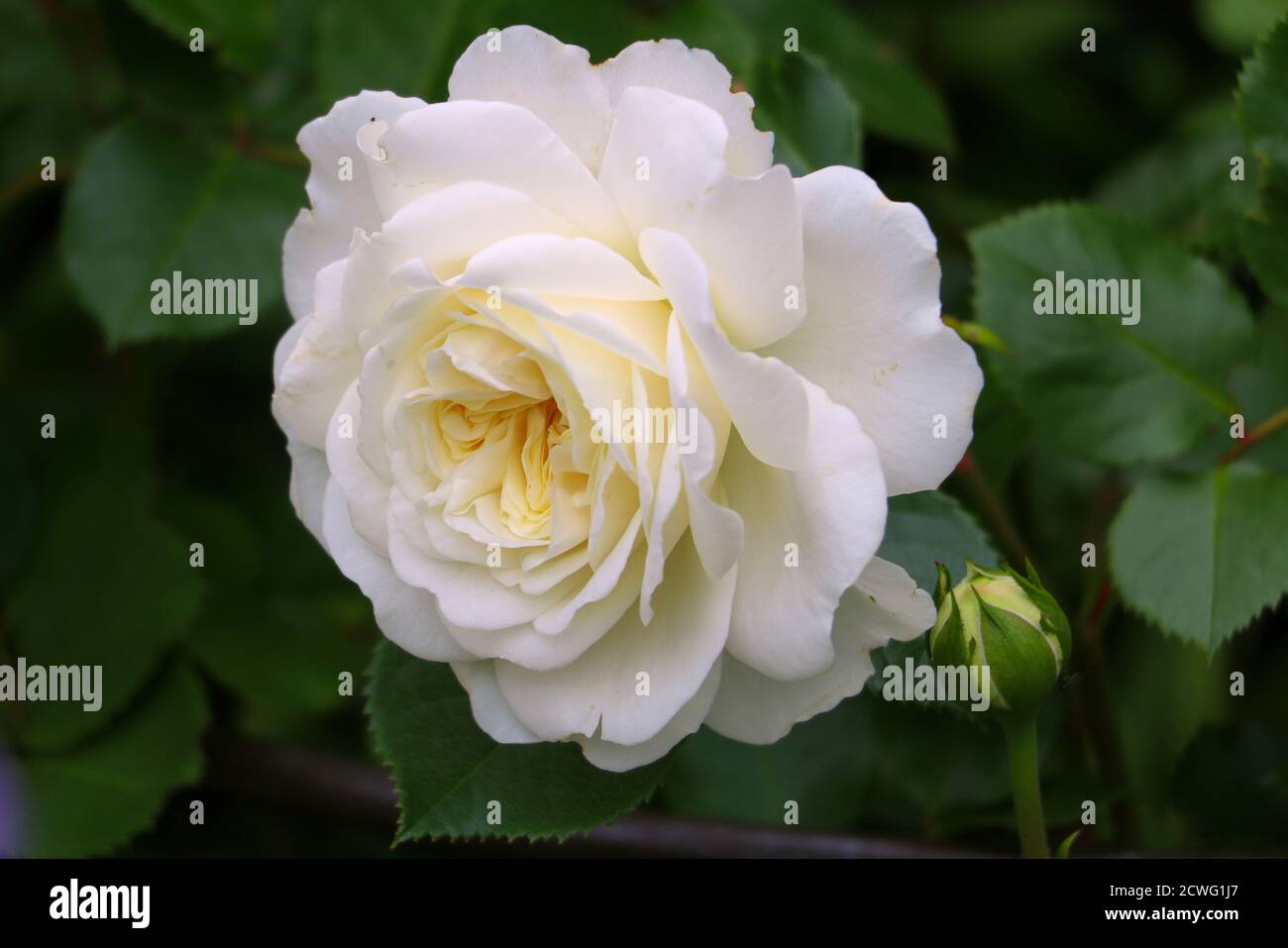 white english rose Tranquility macro Stock Photo