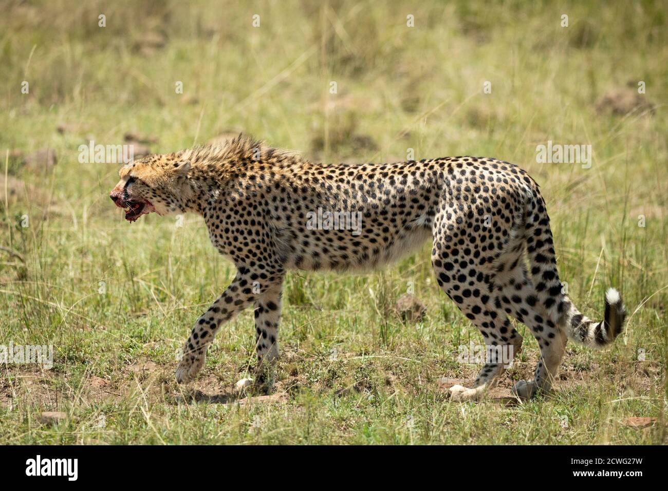 Adult cheetah with mouth and teeth covered in blood walking in Masai Mara in Kenya Stock Photo