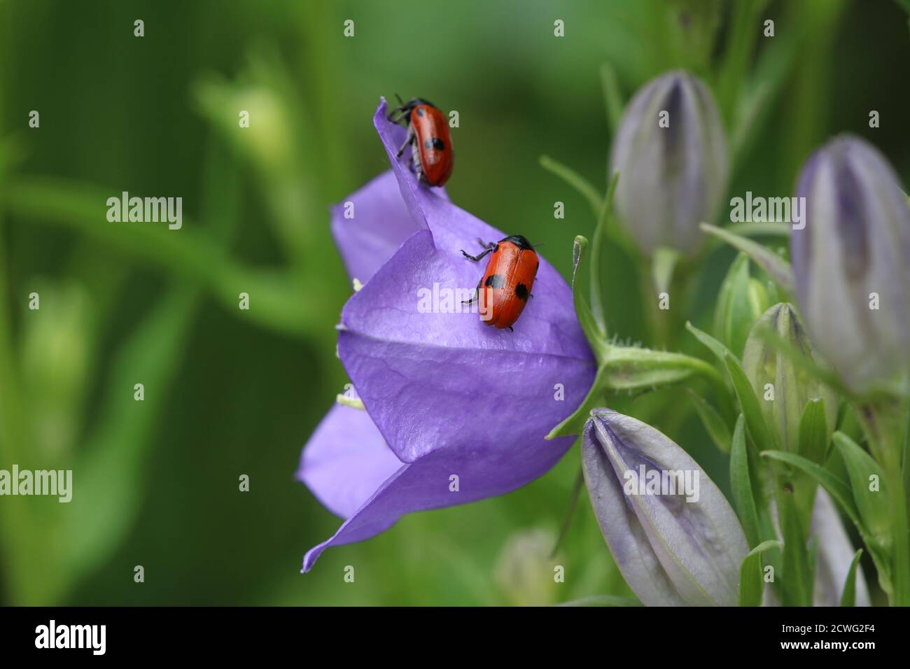 four spotted leaf beetle on purple bellflower Stock Photo