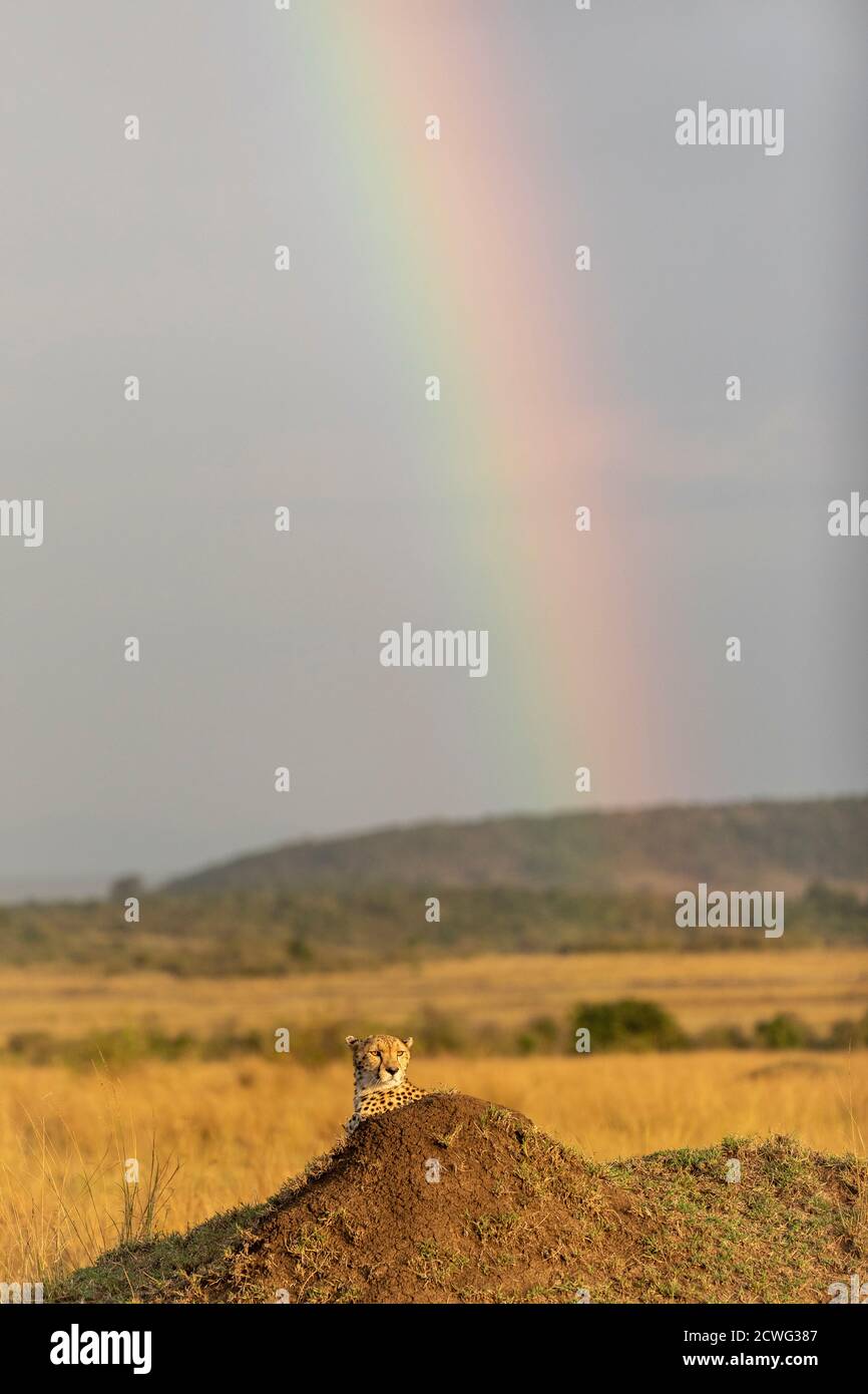 Vertical portrait of a cheetah lying on a termite mound with colorful rainbow in the background in Masai Mara in Kenya Stock Photo