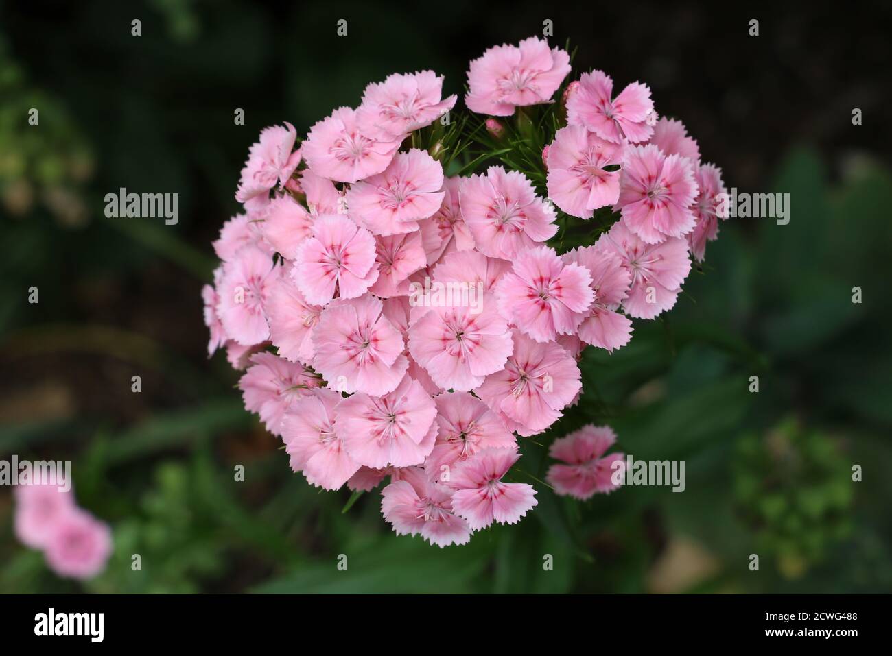 sweet william dianthus barbatus in pink macro Stock Photo