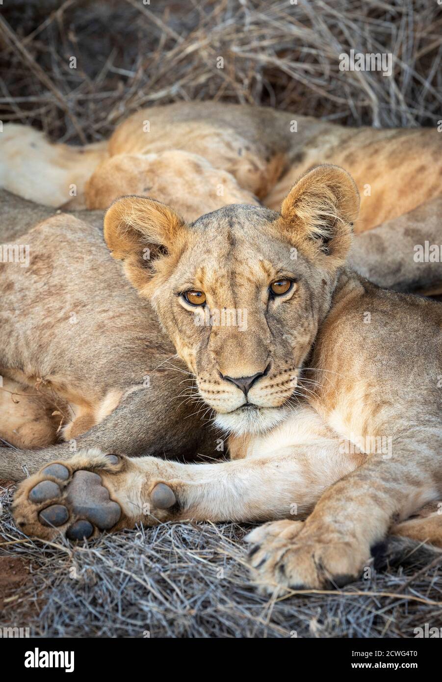 Close up on baby lion's face in Samburu Reserve in Kenya Stock Photo