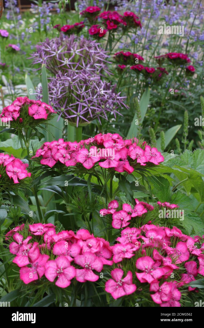 cottage garden with pink and purple flowers in summer Stock Photo