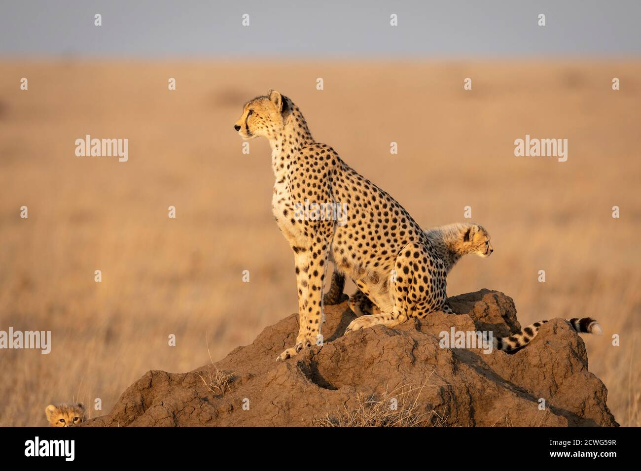 Cheetah mother and baby cheetahs sitting on a termite mound in golden afternoon light looking alert in Serengeti Tanzania Stock Photo