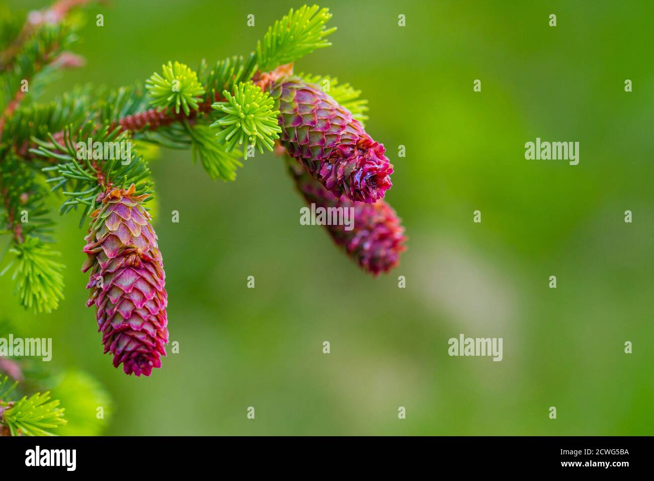 Young fir cones on tree branches, spring time. Selective focus, space for text Stock Photo