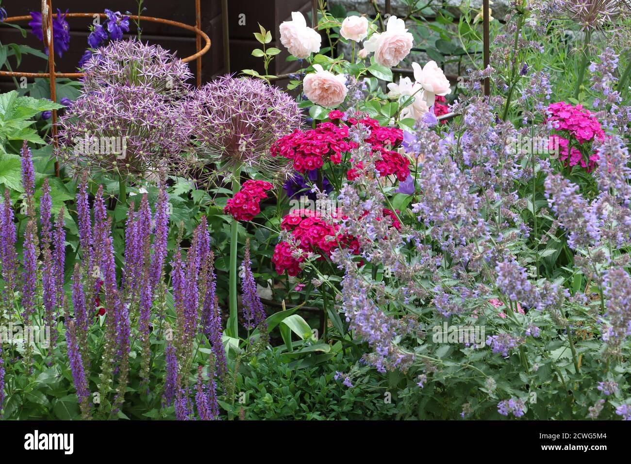 cottage garden in summer with english rose, allium flowers, catnips. salve and sweet william Stock Photo