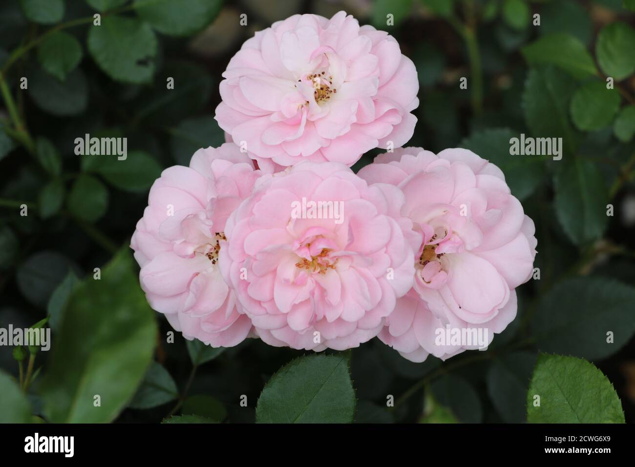 pink rose Bonica 82 macro Stock Photo