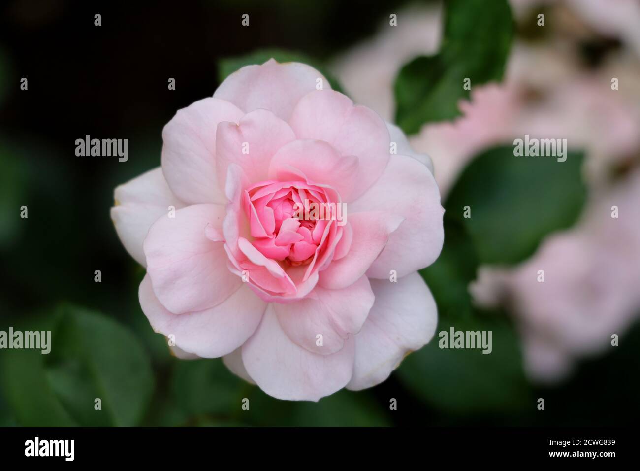 pink rose Bonica 82 macro Stock Photo