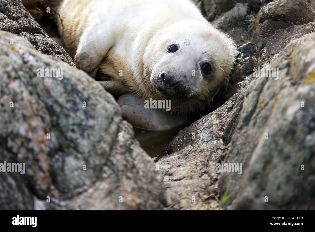 Newborn Grey seal pup (Halichoerus grypus) camouflaged and nestling between rocks in the Inner Hebrides of Mull, Scotland Stock Photo