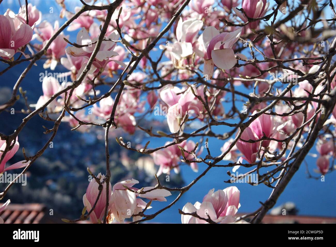 Magnolia tree flowering in spring time in foreground and top view of the lake of Como  in blurred background Stock Photo