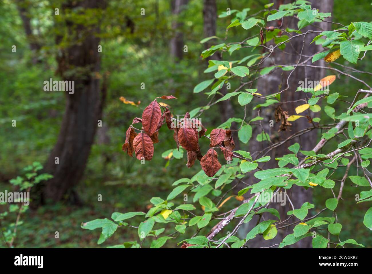 Branch with withered leaf hi-res stock photography and images - Alamy