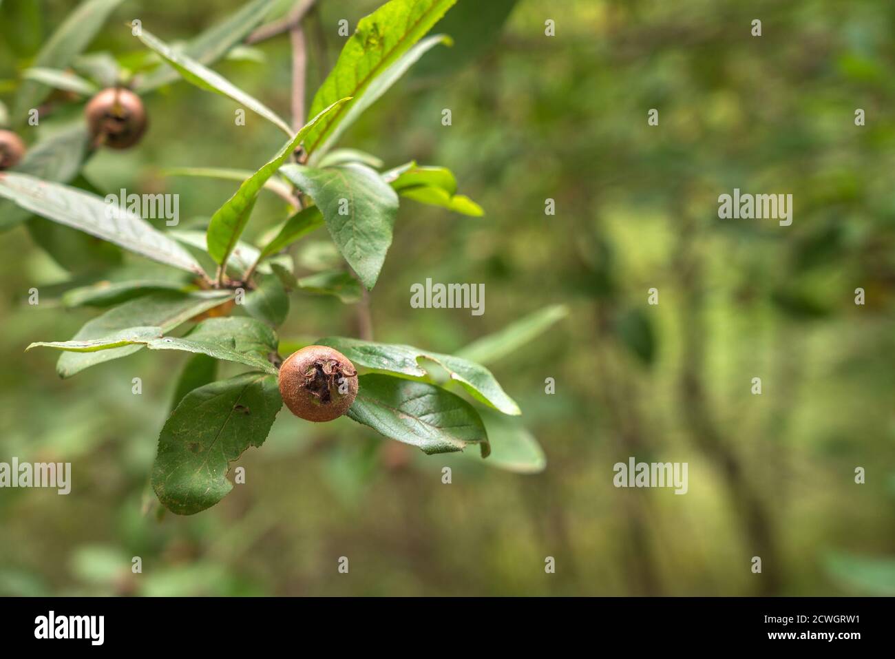 German medlar on a branch Stock Photo