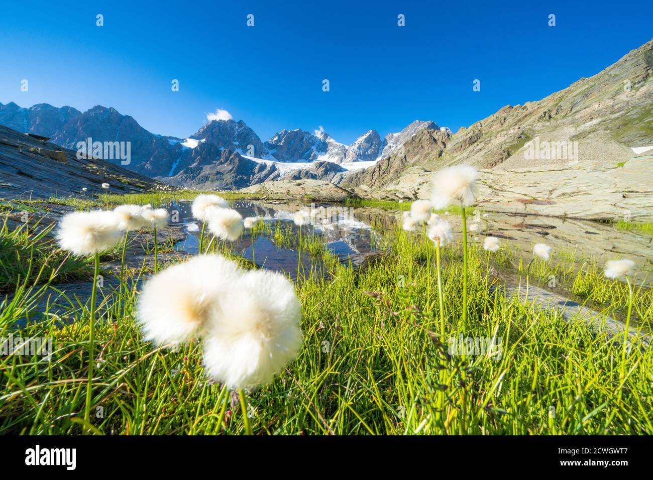 Cotton grass on shores of Forbici lake with peaks of Bernina Group on background, Valmalenco, Valtellina, Lombardy, Italy Stock Photo