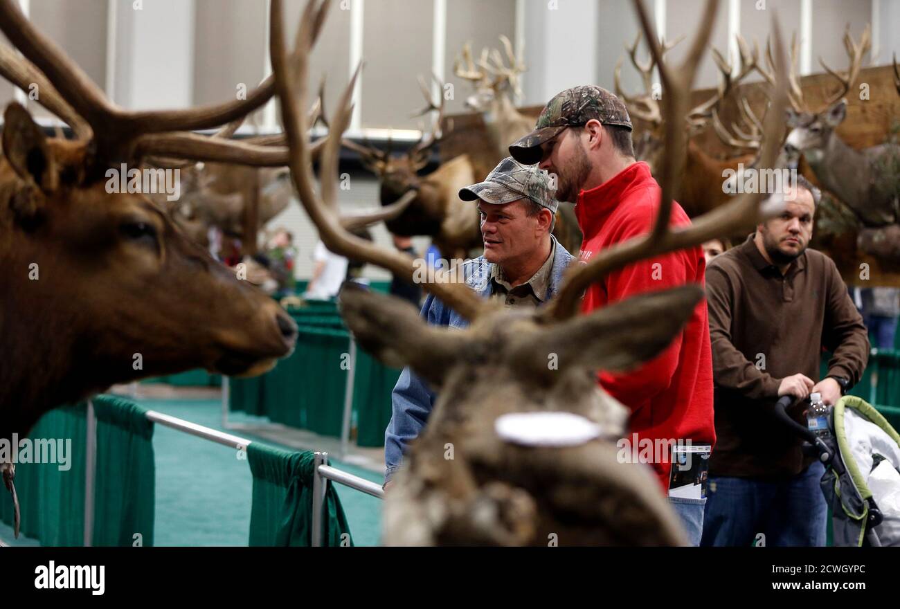 Mounted animal hires stock photography and images Alamy