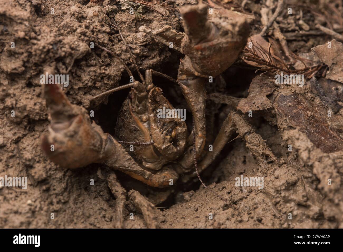 The red swamp crayfish (Procambarus clarkii) an invasive species in North Carolina, defends its burrow with pincers raised. Stock Photo