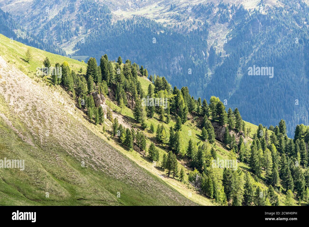 Green Swiss stone pine (Pinus cembra) woodland, Dolomites, Trentino-Alto Adige, Italy Stock Photo