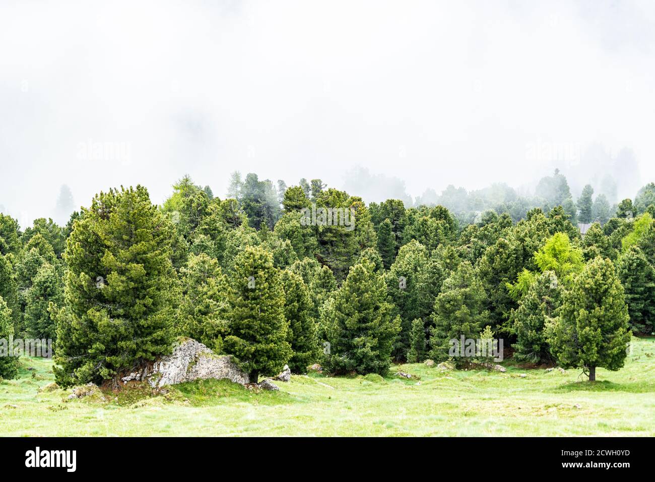 Foggy sky over green woods of Swiss stone pine (Pinus cembra), Dolomites, Trentino-Alto Adige, Italy Stock Photo