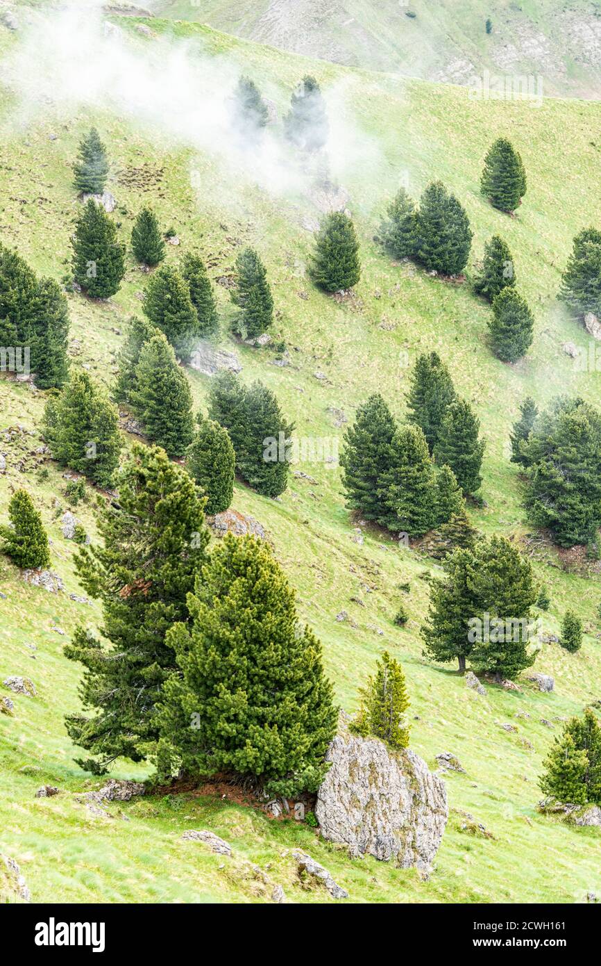 Mist over woods of Swiss stone pine (Pinus cembra) in summer, Dolomites, Trentino-Alto Adige, Italy Stock Photo