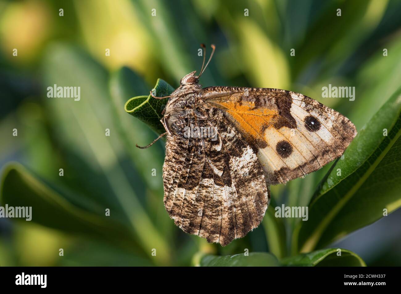 Grayling butterfly - Hipparchia semele, beautiful colored brush-footed butterfly from European meadows and grasslands, Pag island, Croatia. Stock Photo