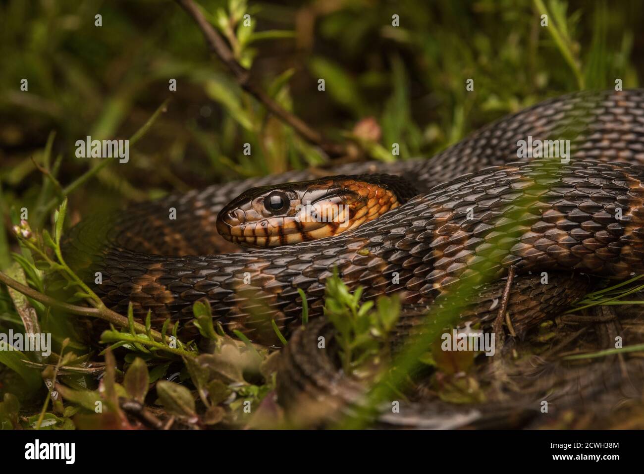 A close up of a juvenile plainbelly watersnake (Nerodia erythrogaster) coiled in a flooded field in North Carolina. Stock Photo