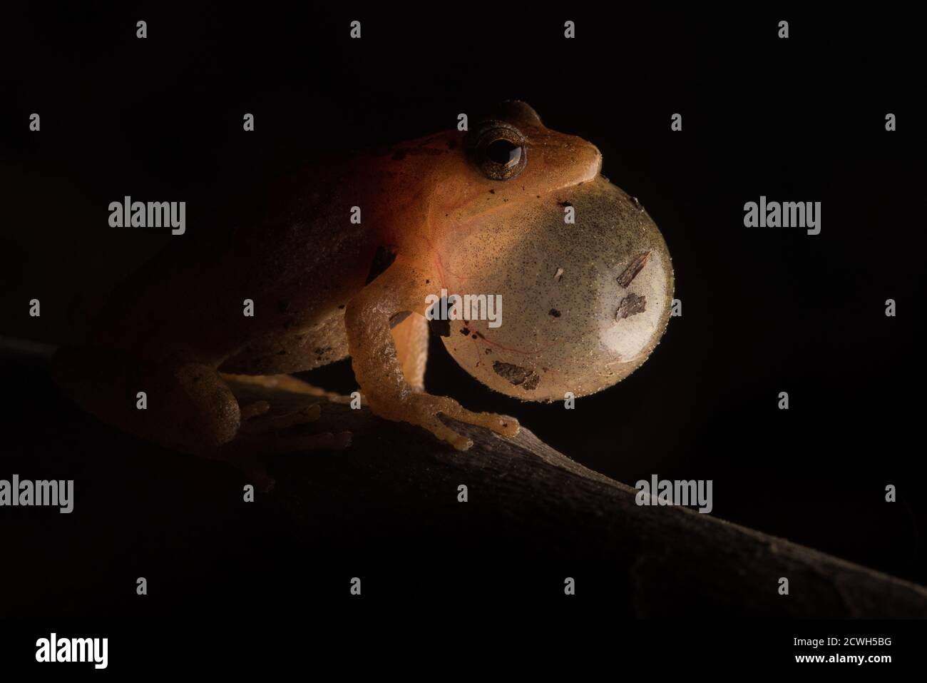 A spring peeper (Pseudacris crucifer) calls in the dark with its vocal pouch fully inflated. Stock Photo
