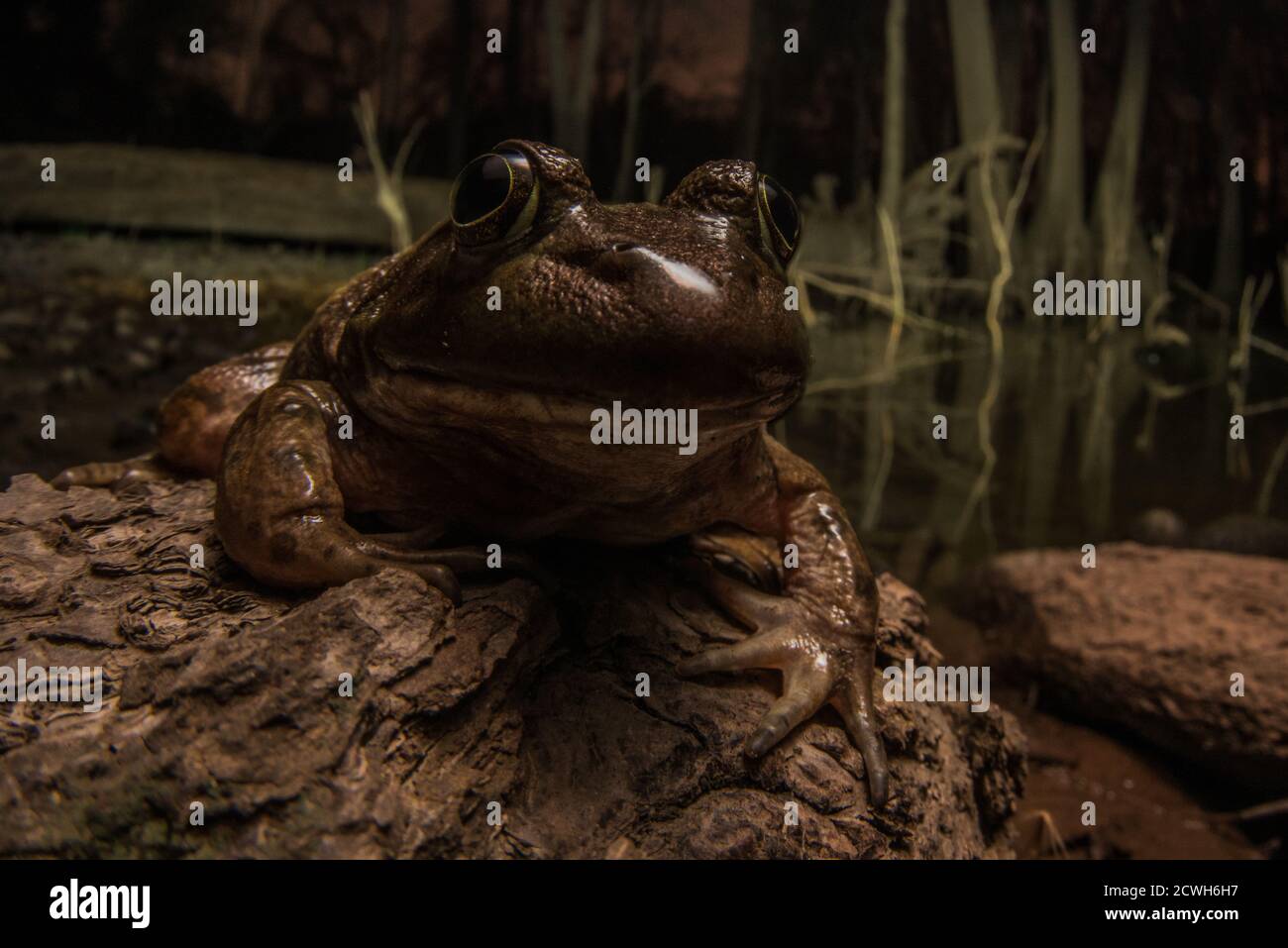 A large bullfrog (Lithobates catesbeianus/Rana catesbeiana) in a dark swamp at night. Stock Photo