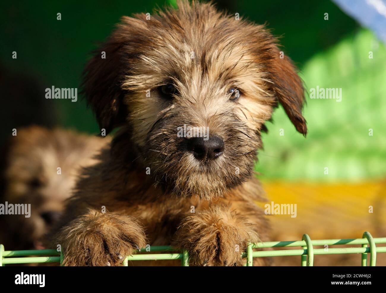 alamy
