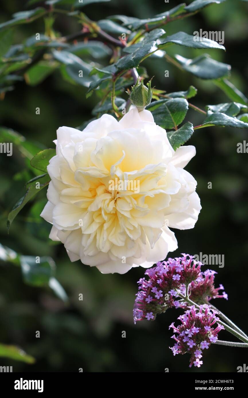 creamy white english rose Emanuel Stock Photo