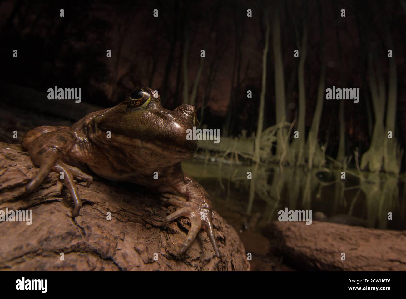 A large bullfrog (Lithobates catesbeianus/Rana catesbeiana) in a dark swamp at night. Stock Photo
