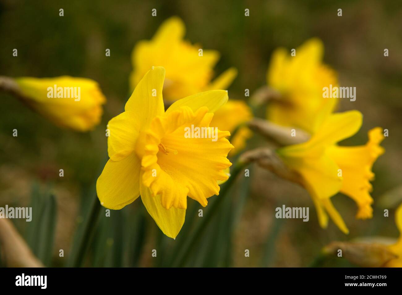 Daffodils in bloom in Spring, the national flower of Wales Stock Photo ...