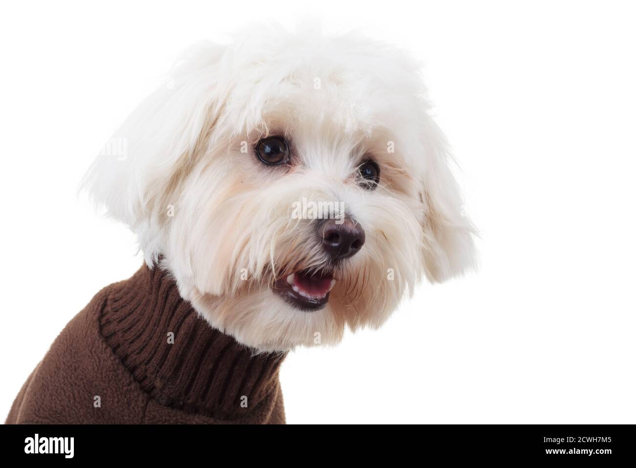 shocked bichon puppy dog wearing clothes looks to side on white background  Stock Photo - Alamy