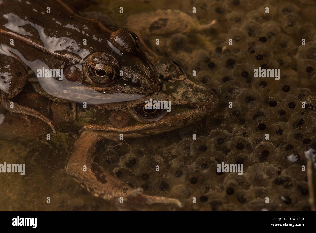 Southern Leopard frogs (Lithobates sphenocephalus) in the water with their eggs in a wetland in North Carolina. Stock Photo