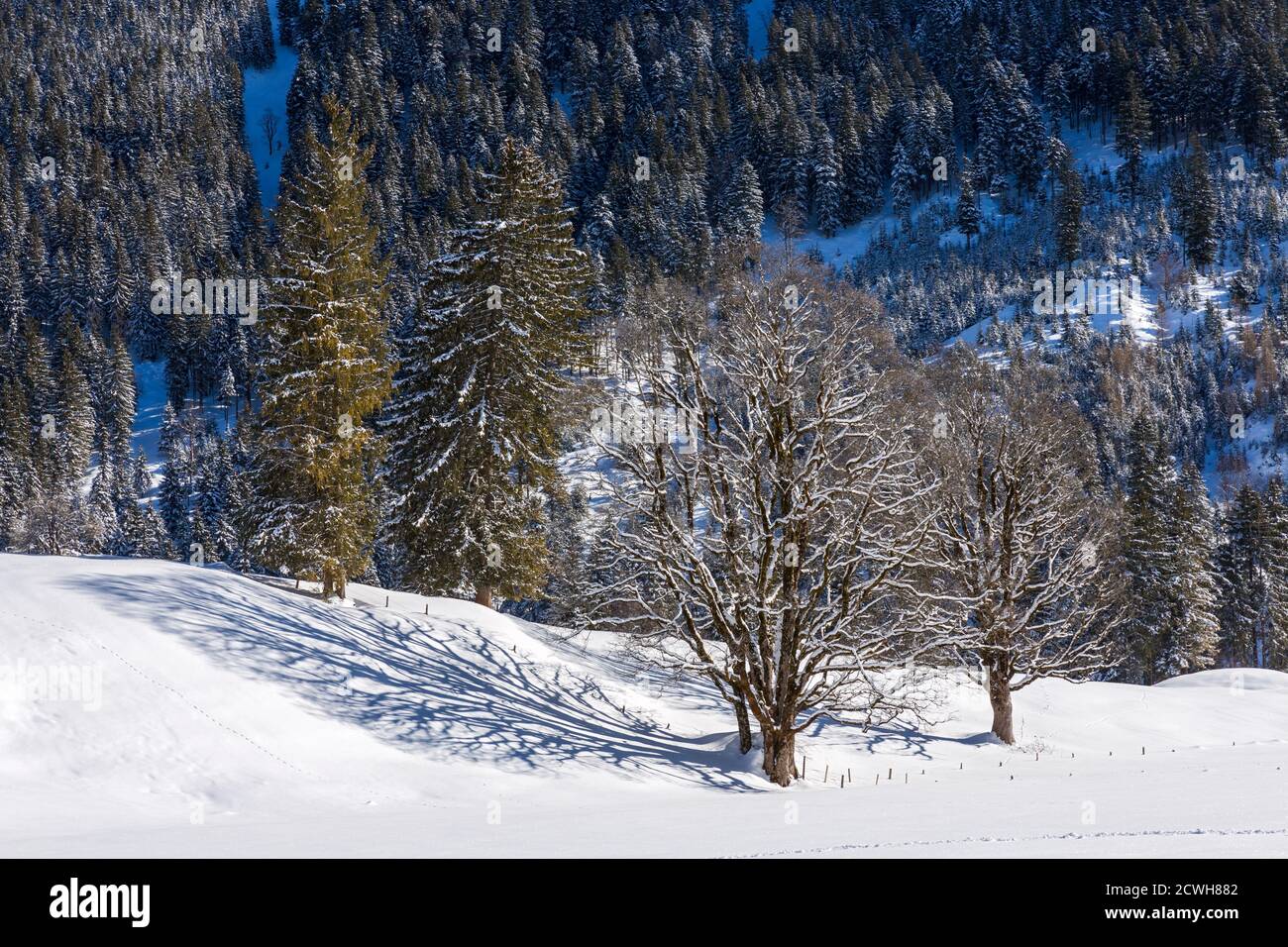 Winterlandschaft; Bäume; Wald; verschneit Stock Photo