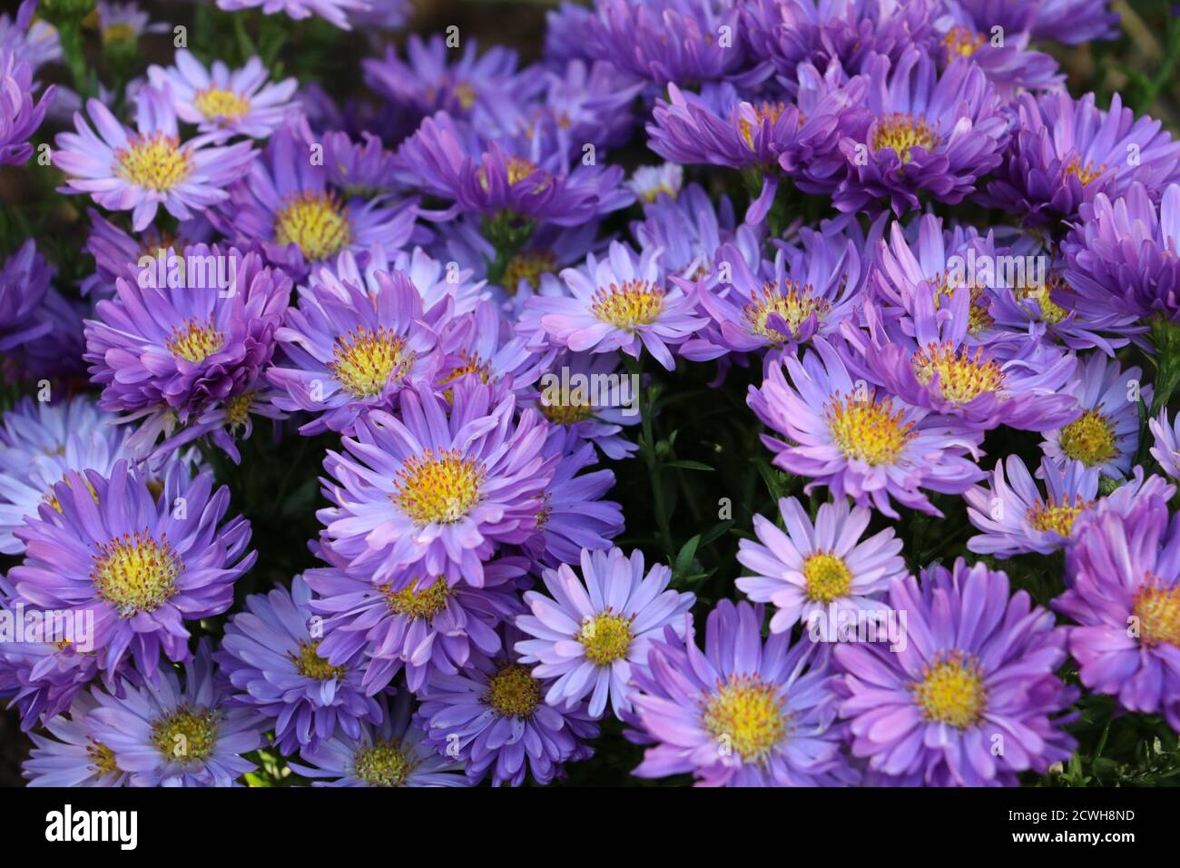 purple aster flowers in autumn garden Stock Photo