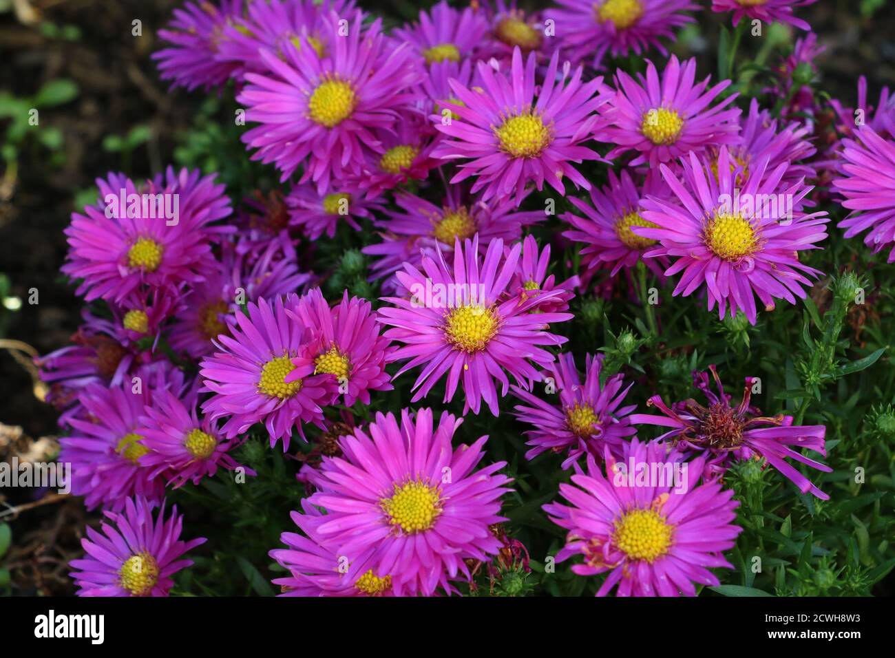 pink asters with yellow middle in autumn garden Stock Photo