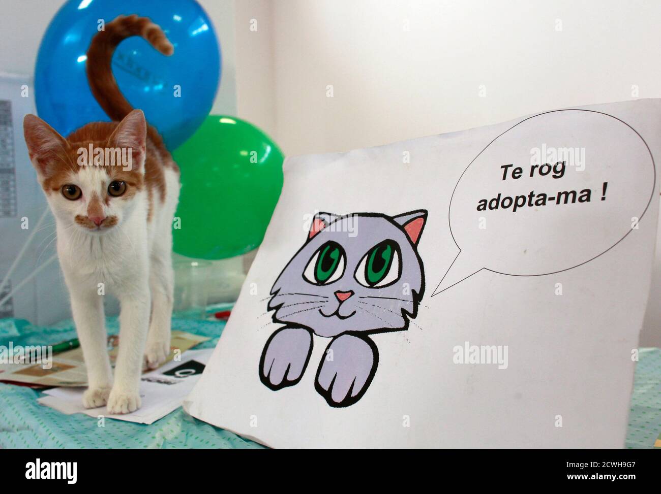 Page 6 - Romania Cat High Resolution Stock Photography and Images 