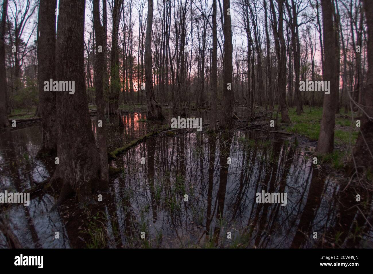 A wooded wetland in the evening, this portion of North Carolina was recently designated as part of the coastal plain biodiversity hotspot. Stock Photo