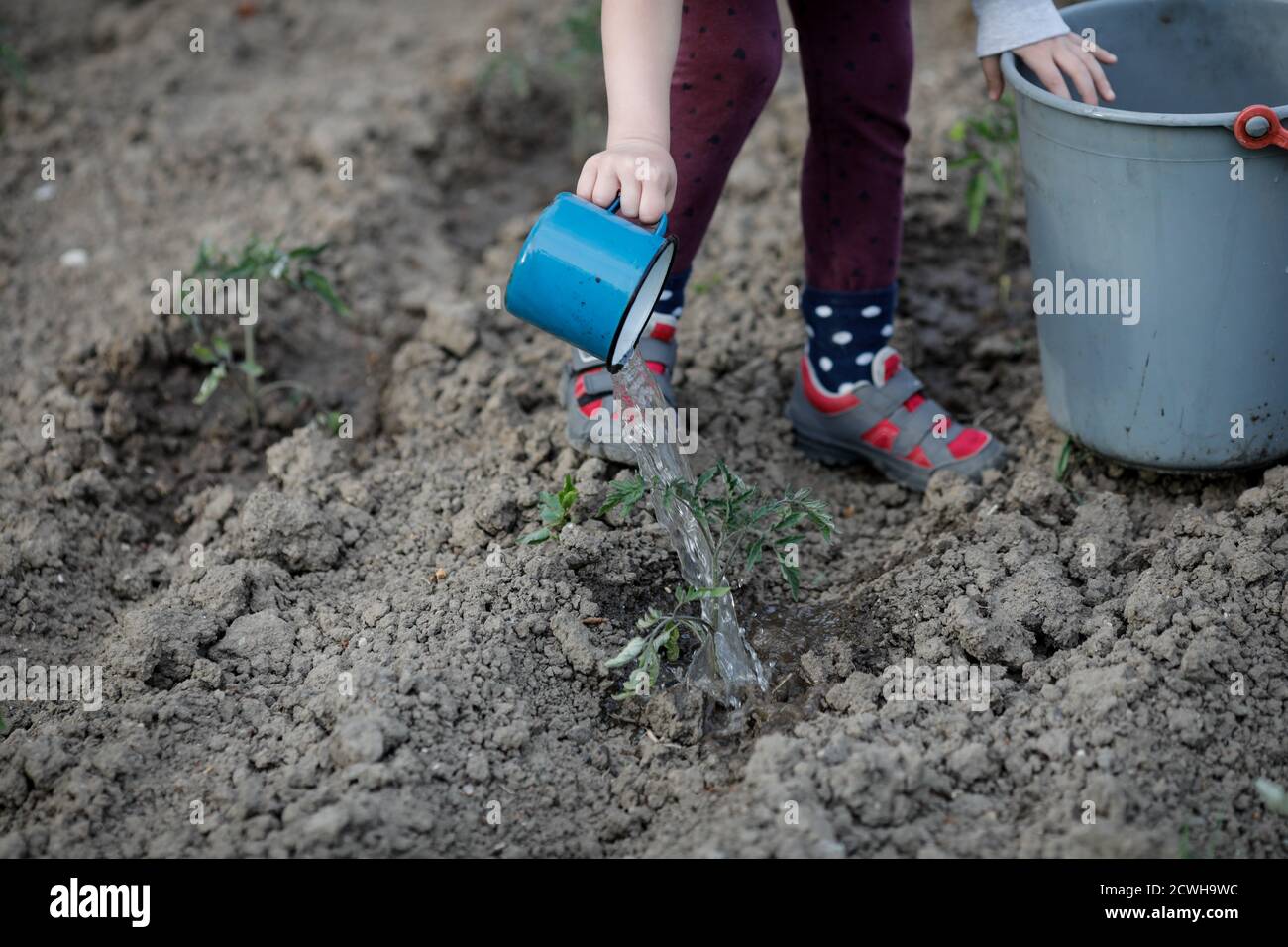Details with the hands of a little girl watering a plant from the garden with water from a bucket. Stock Photo