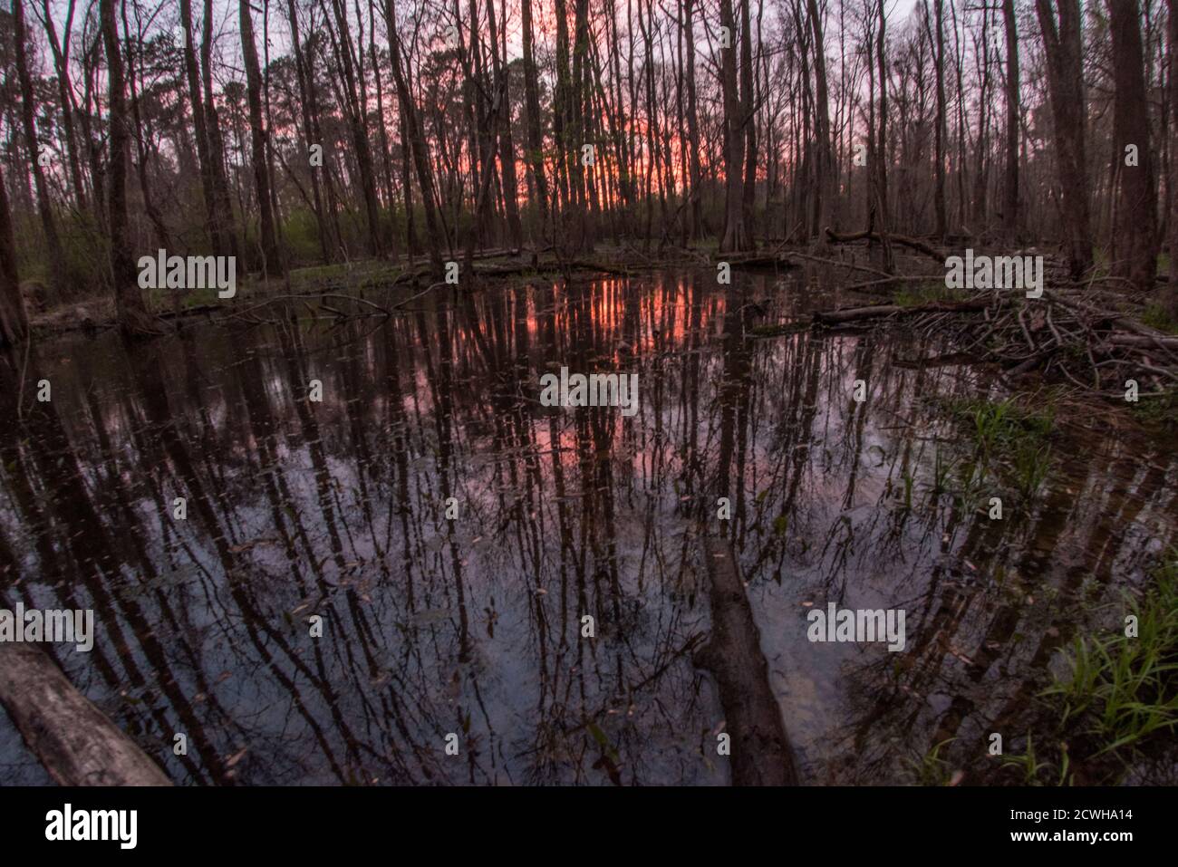 A wooded wetland in the evening, this portion of North Carolina was recently designated as part of the coastal plain biodiversity hotspot. Stock Photo