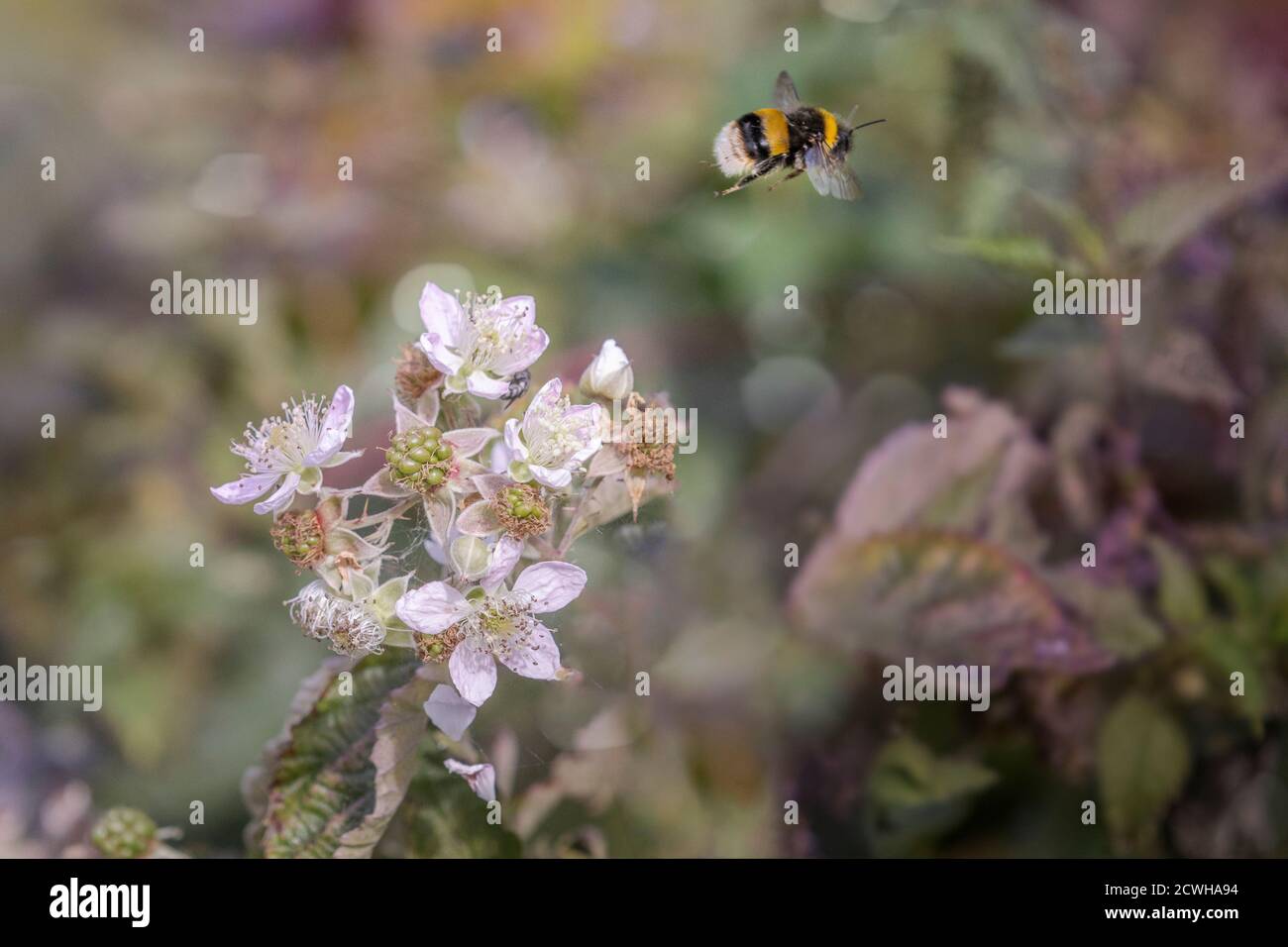 bumblebee on flying over brambles Stock Photo