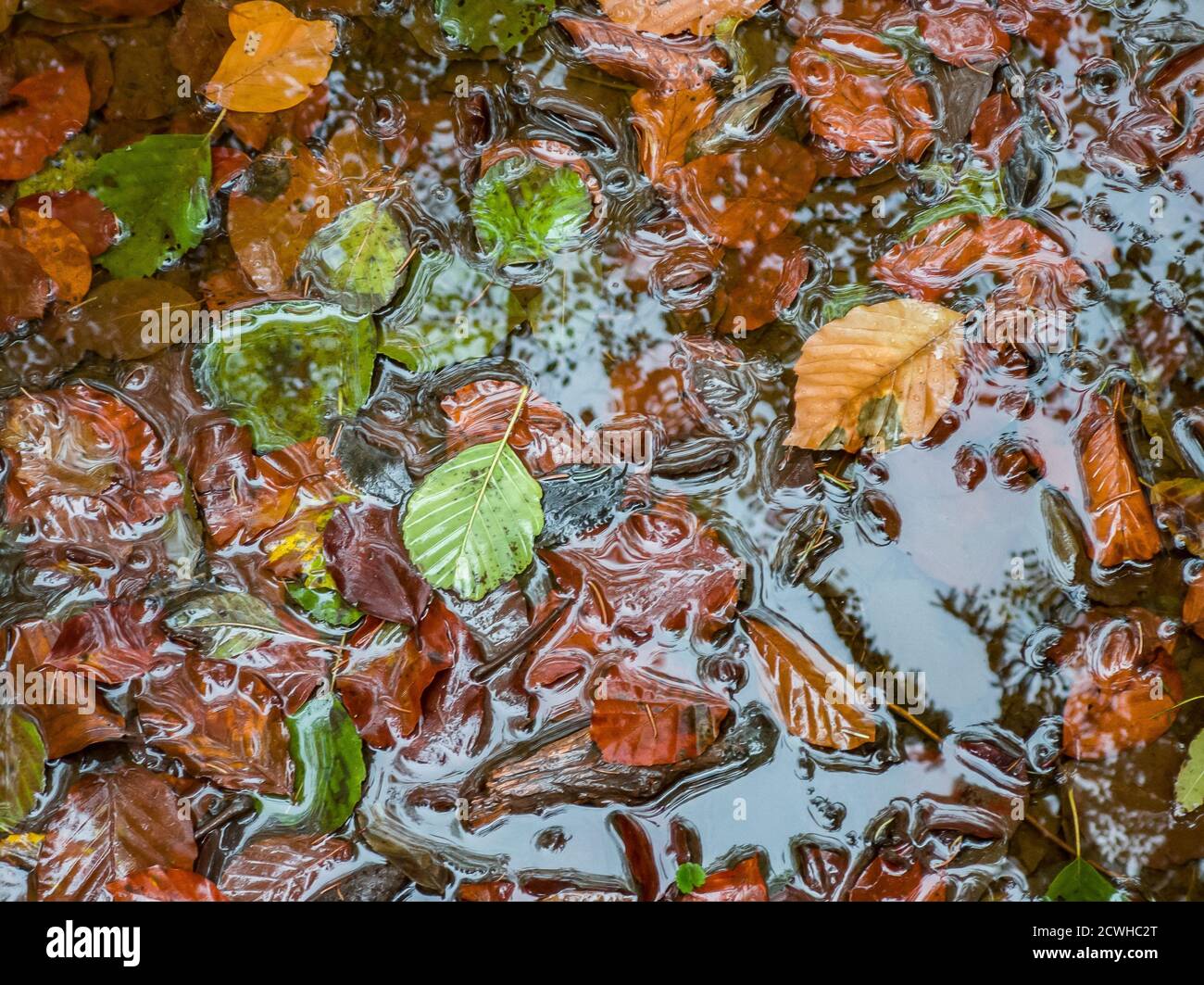 Top view of fallen autumn leaves floating on the water surface Stock ...