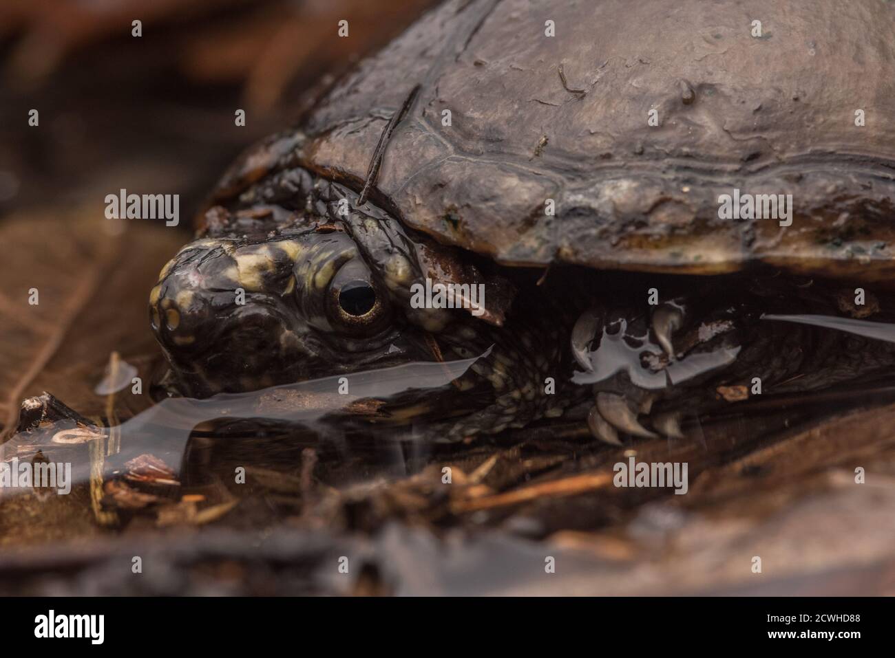 A common musk turtle, eastern musk turtle, or stinkpot (Sternotherus odoratus) hiding in shallow water in Eastern North Carolina. Stock Photo