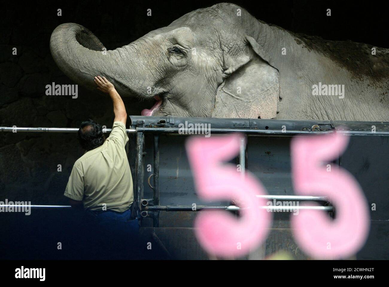 The number 55 is seen on top of a birthday cake for Asian Elephant  
