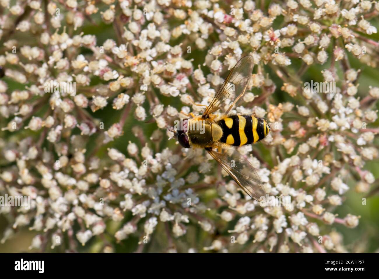 Hoverfly species on a flowerhead, Cornwall, England, UK. Stock Photo