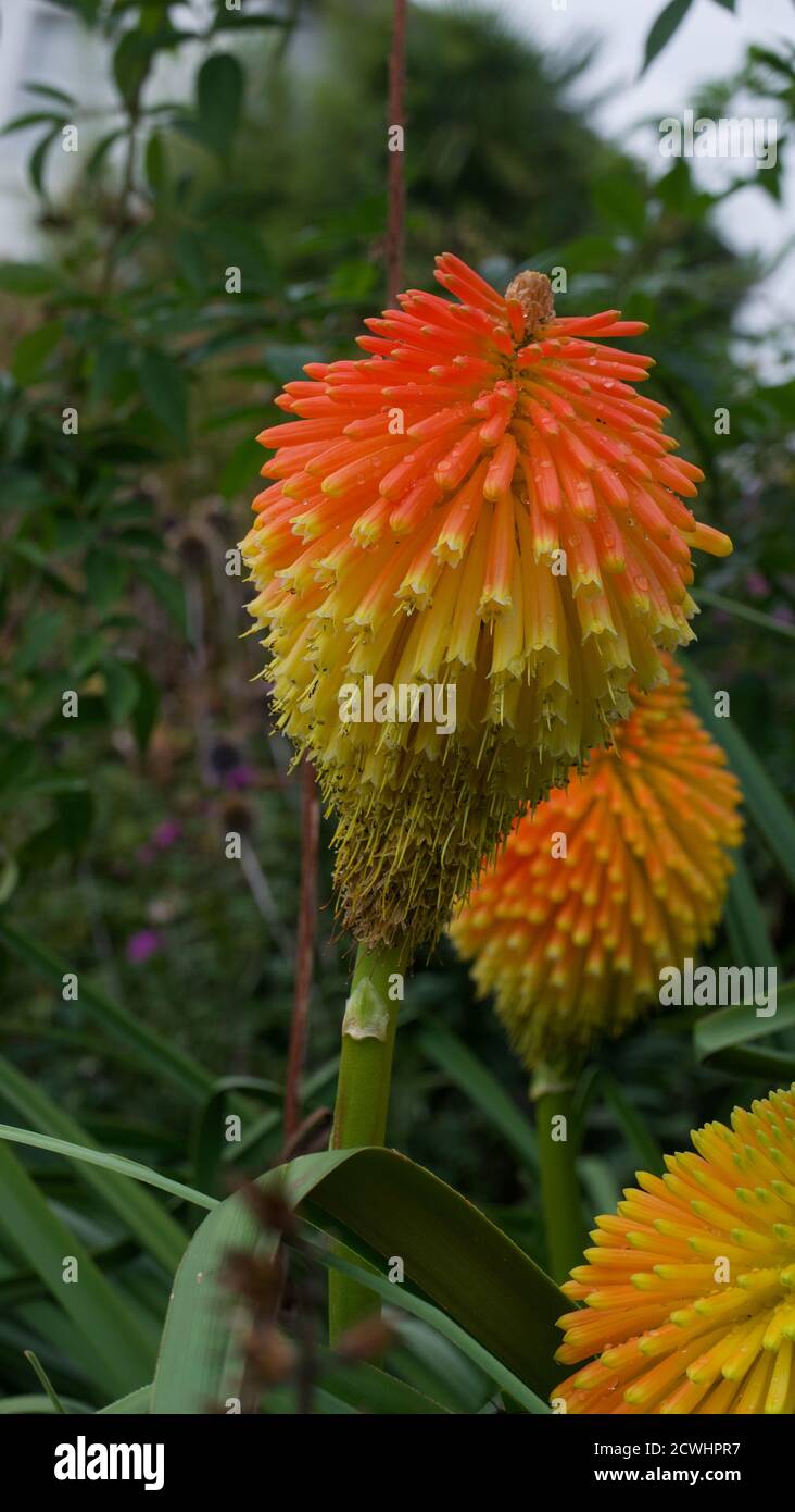 Beautiful red hot poker flowers in flower bed with foliage portrait Stock Photo