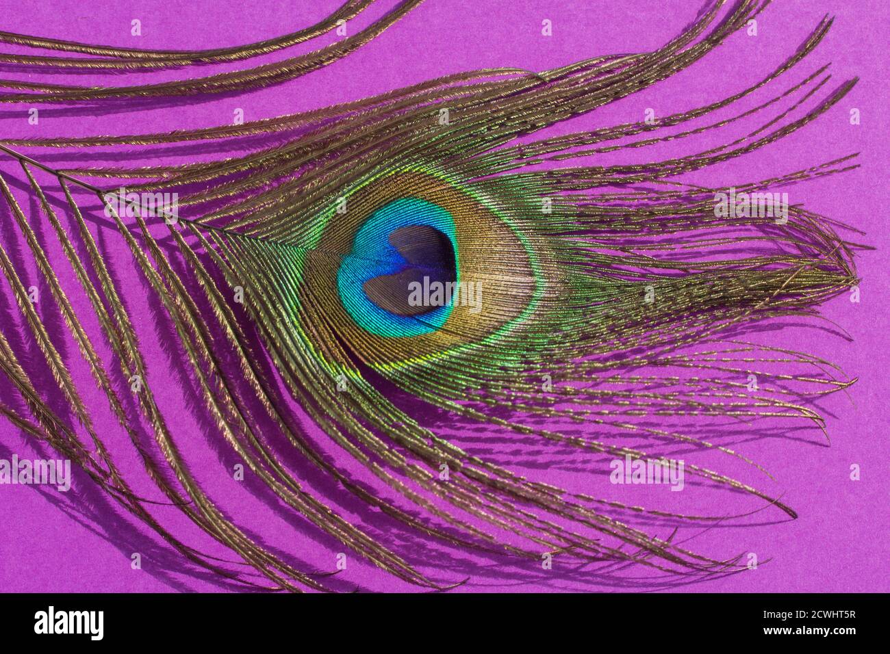 Background with a peacock feather for the design. Horizontal orientation Stock Photo