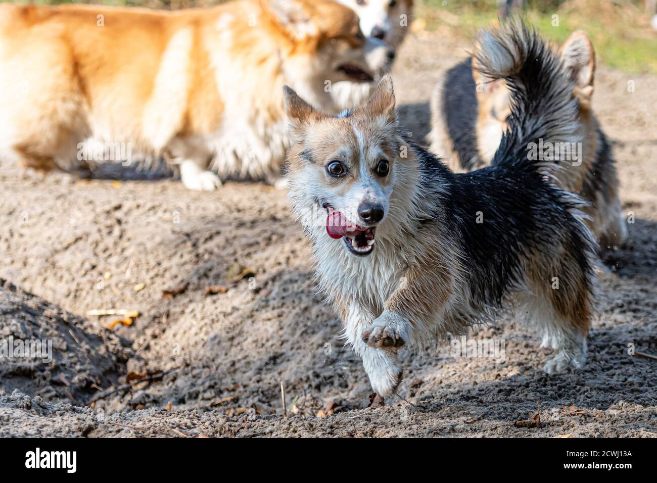 Pembroke welsh corgi jump hi-res stock photography and images - Alamy